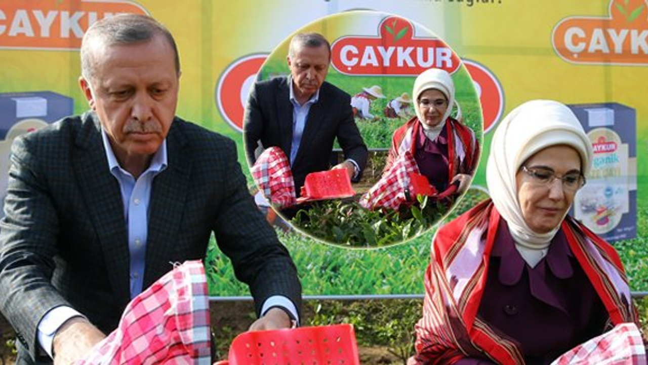 Cumhurbaşkanı Erdoğan, çay hasadı yaptı