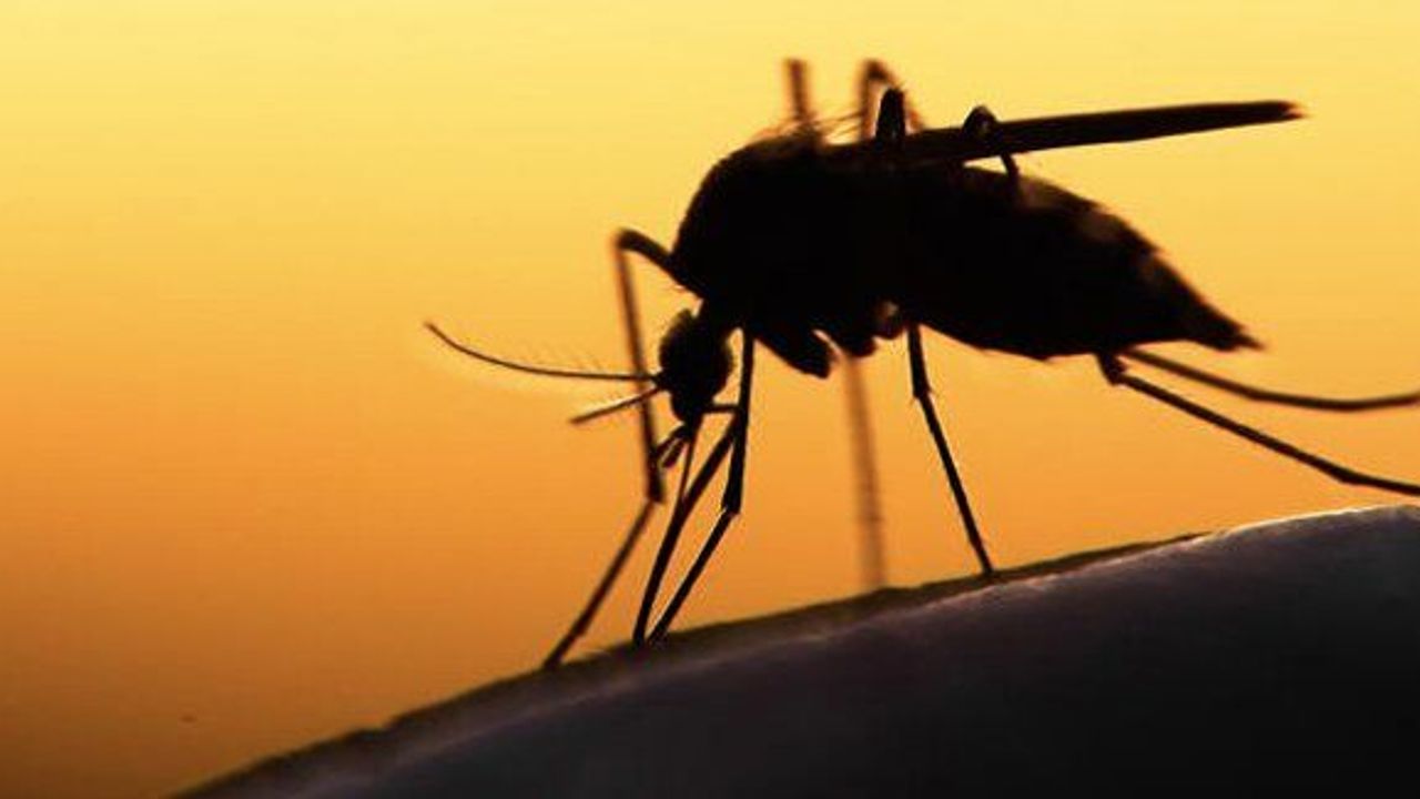 Zika virüsü Avrupa’yı tehdit ediyor!