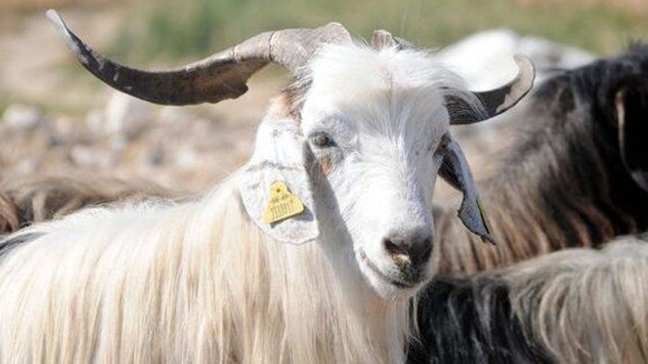 FETÖ Avrupa'da kurban parası topluyor