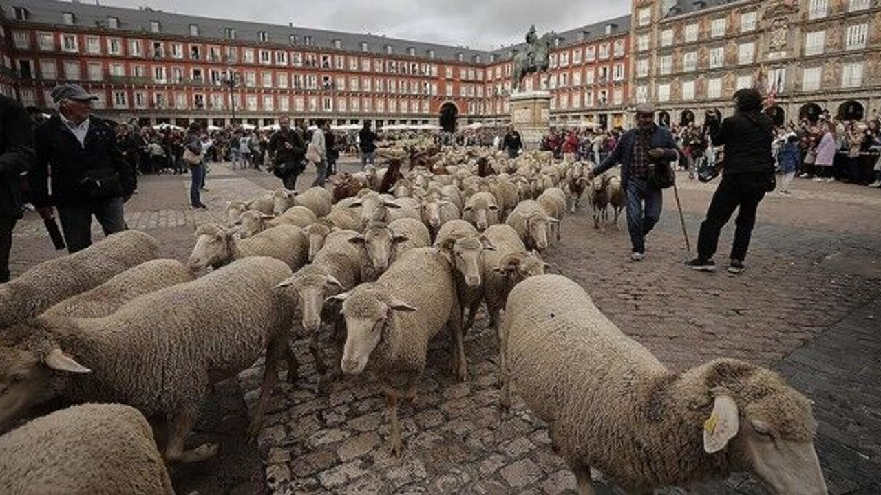 Şehir merkezini koyunlar bastı!