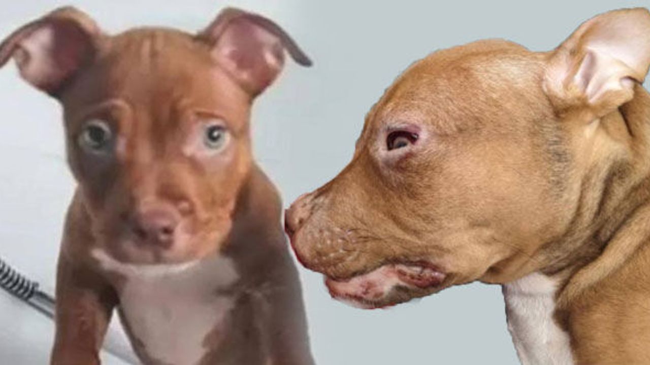 İngiltere'de köpeğini işkenceyle öldürene rekor ceza