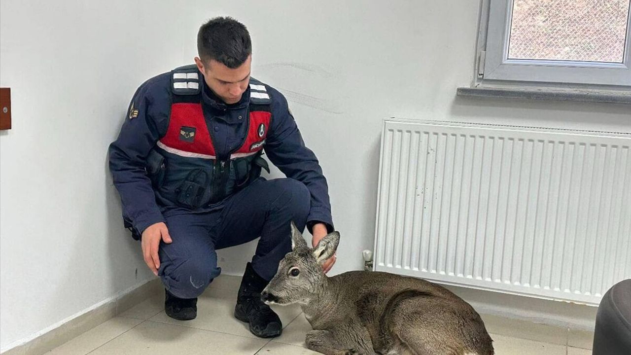 Giresun'da dere yatağından kurtarılan yaralı karaca koruma altına alındı