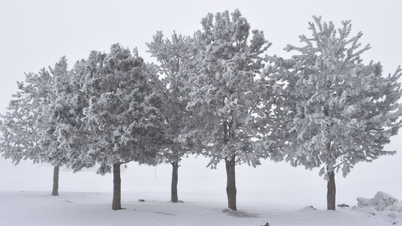 Bitlis'te sis ve soğuk hava etkili oldu