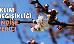 İngiltere’de denge bozuldu, çiçekler erken açtı