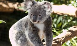 Koalalar için alarm çanları
