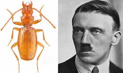 "Hitler böceği" bilim dünyasını karıştırdı