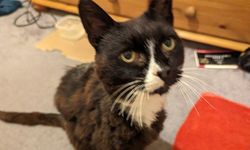 İngiltere'de 11 yıldır kayıp olan Daisy kedi, evine döndü