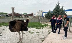 Aksaray'da yasa dışı hayvan ticareti yapan kişiye para cezası