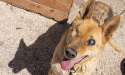 "Yaşa Pati" 300'den fazla engelli köpeğe umut oldu
