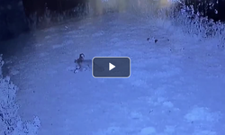 Tilkinin tavukları yemesi güvenlik kamerasıyla görüntülendi