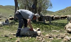 Ankara'da besicilerin koyun kırkma mesaisi sürüyor