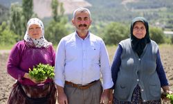 Bilecik'in tescilli Çukurören biberinin fideleri toprakla buluşuyor