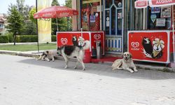 Eskişehir'in Odunpazarı ilçesinde sahipsiz köpekler mahalleliyi tedirgin ediyor