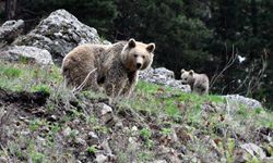 Sarıkamış'ta bir bozayı ile 2 yavrusu doğada görüntülendi