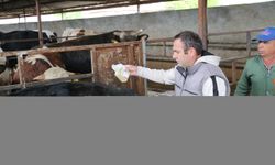 Tokat'ta kene ile mücadele kapsamında büyükbaş hayvanlar ilaçlandı