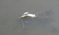 Tokat'ta Yeşilırmak Nehri'ndeki balık ölümüyle ilgili inceleme başlatıldı