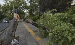 Başkentte şiddetli rüzgarın etkisiyle ağaç devrildi