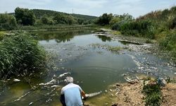 Bursa'da çaydaki balık ölümleriyle ilgili inceleme başlatıldı