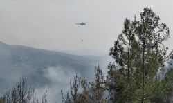 Sinop'ta çıkan orman yangını kontrol altına alındı