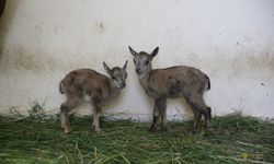 Hakkari'de bitkin bulunan 2 yaban keçisi yavrusu "süt anne"yle hayata tutundu
