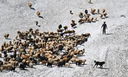 Hakkari'de çobanlar, karlı arazileri aşarak küçükbaş hayvanları sağıma götürüyor