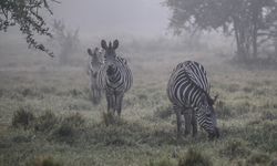 Uganda'nın vahşi yaşam parkları safari meraklılarını cezbediyor