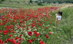 Yozgat ve Tokat'ın doğası açan çiçeklerle renklendi