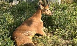 Ağrı'da araç çarpması sonucu yaralanan yaban keçisi tedaviye alındı