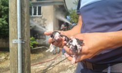Düzce'de yangın çıkan evde mahsur kalan kedi yavruları kurtarıldı