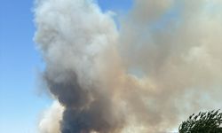 İzmir Gaziemir'de ormanlık alanda çıkan yangına müdahale ediliyor