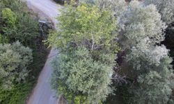 Kastamonu'da kiraz ağacının söğüt ağacının gövdesinde büyümesi dikkati çekiyor