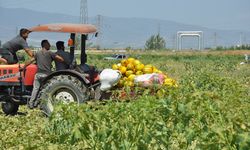 Manisalı çiftçiler yaklaşık 600 ton kavun ve karpuzu ücretsiz dağıttı