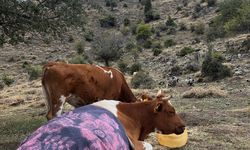 Afyonkarahisar'da eğimli arazide yuvarlanan inek, 1,5 kilometrelik yol açılarak kurtarıldı