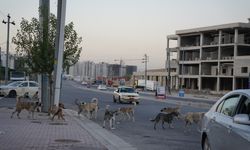 Irak'ın Süleymaniye kentinde sahipsiz köpeklerin halk için tehlike oluşturduğu belirtiliyor