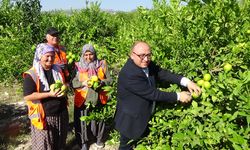 Mersin'de erkenci limon hasadı başladı