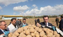 Bitlis Valisi Karakaya, patates hasadına katıldı