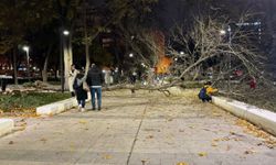 Ankara'da rüzgar nedeniyle ağaç devrildi