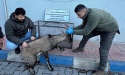 Hakkari'de bulunan yaralı dağ keçisi tedavi altına alındı