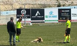 Amatör maçta hakem sahaya giren köpeği kırmızı kart gösterip dışarı çıkardı