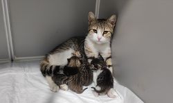 Aydın'da hamile kedi sığındığı veteriner kliniğinde doğum yaptı
