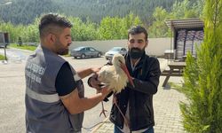 Karabük'te bitkin halde bulunan leylek tedavi altına alındı