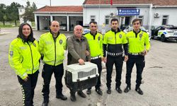 Samsun'da yaralı halde bulunan doğan koruma altına alındı