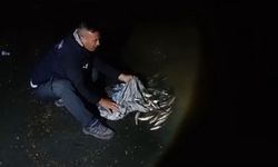 Van'da kaçak avlanan 50 kilogram inci kefali suya geri bırakıldı
