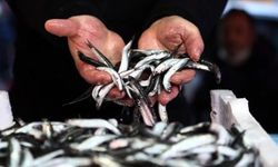 Hamsi ihracatı Türkiye'ye 4 ayda 4,7 milyon dolar kazandırdı