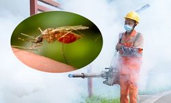 İngiltere'de 'chikungunya virüsü' vakaları iki kattan fazla arttı