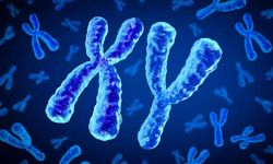 Japon Bilim İnsanlarından Şaşırtıcı Keşif: Y-Kromozomu Yok Mu Oluyor?