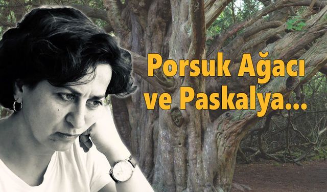 Porsuk Ağacı ve Paskalya...