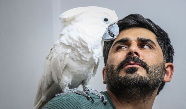 Bursalı ailenin papağanı ilginç hareketleriyle sosyal medyada ilgi odağı oldu