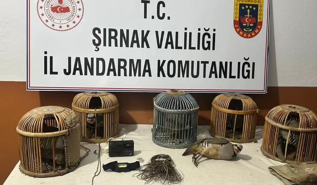 Şırnak'ta kaçak keklik avlayan üç kişiye 122 bin 630 lira ceza uygulandı