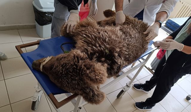 Bursa'da yaralı bulunan ayı korumaya alındı
